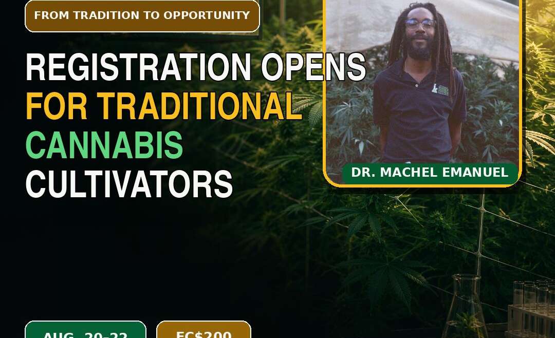 REGISTRATION OPENS FOR TRADITIONAL CANNABIS CULTIVATOR PROGRAMME